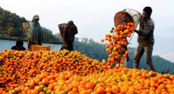 एउटै गाउँबाट रु ११ करोडका सुन्तला बिक्री